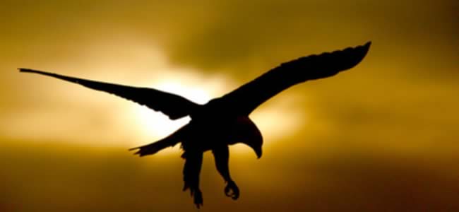 http://michelpiperon.files.wordpress.com/2009/06/aguila.jpg