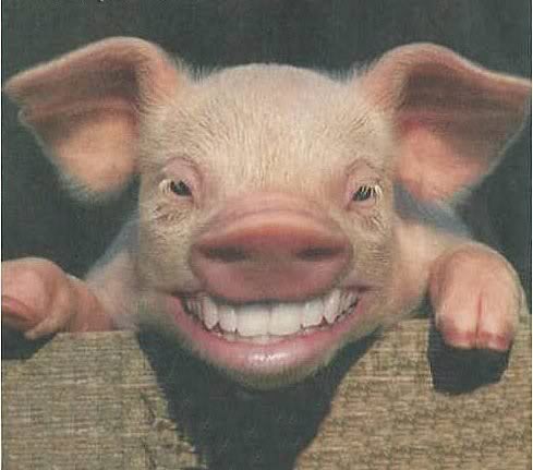 cerdo_riendo.jpg Cerdo image by mayolovani