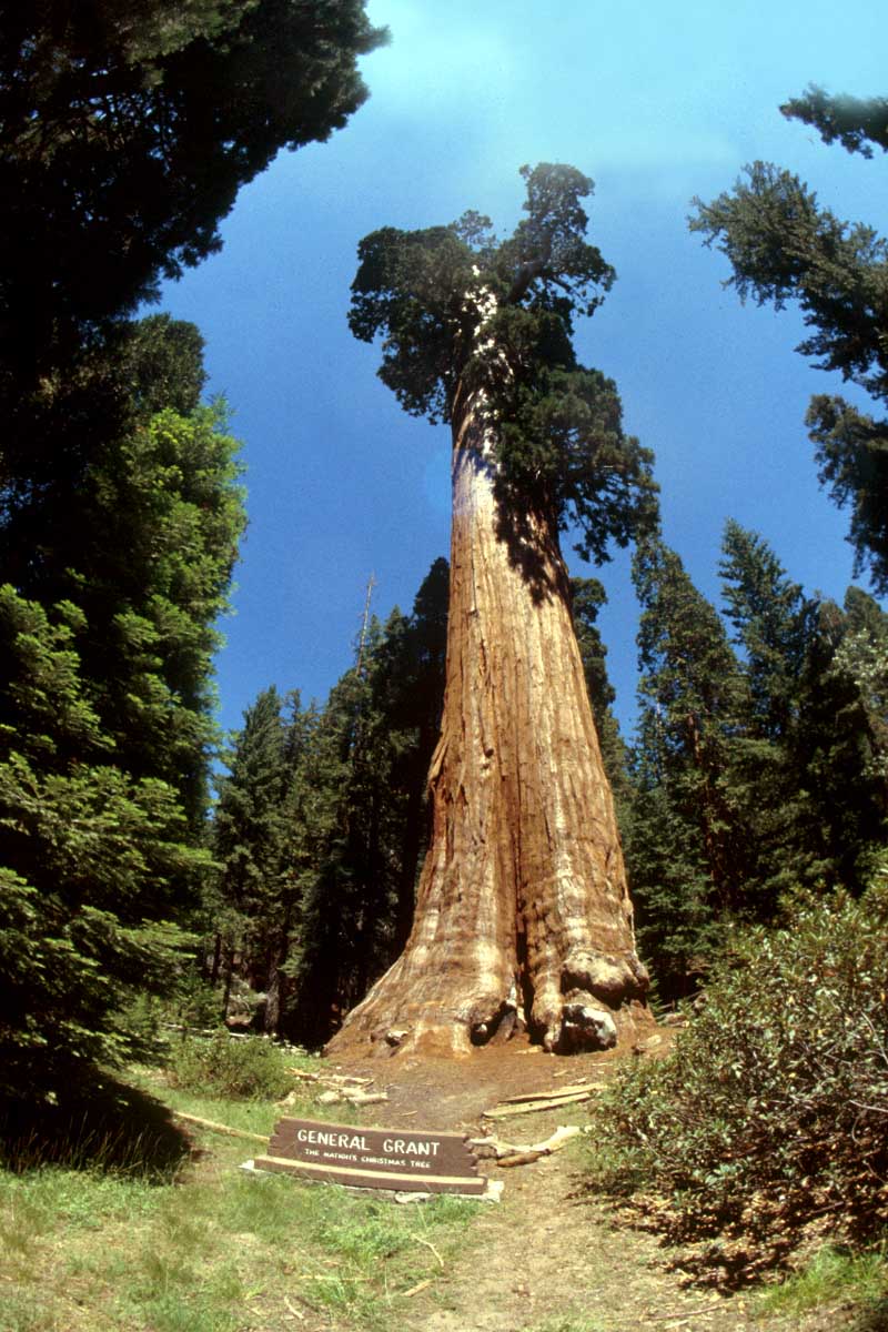 http://sciencelog.edublogs.org/files/2008/04/sequoia-11.jpg