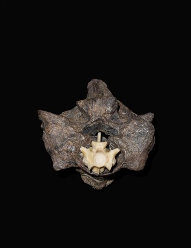 Fossil