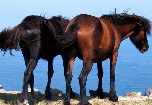 http://www.loscaballos.org/images/colas-caballos.jpg