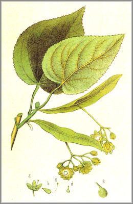 http://www.hipernatural.com/images/plantas/tilo.jpg