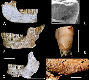 http://www.portalciencia.net/images/sidron2.jpg