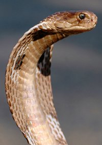 snake