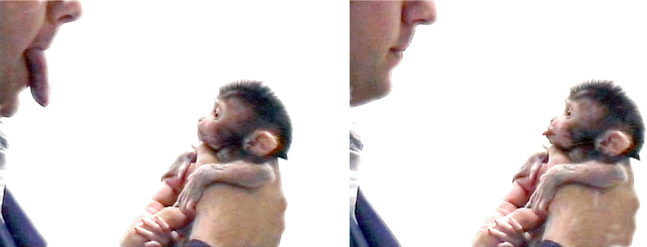 http://upload.wikimedia.org/wikipedia/commons/1/1f/Makak_neonatal_imitation.png