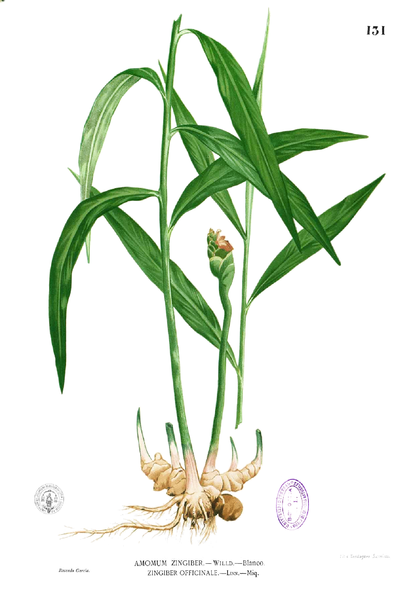 Archivo:Zingiber officinale Blanco1.131.png